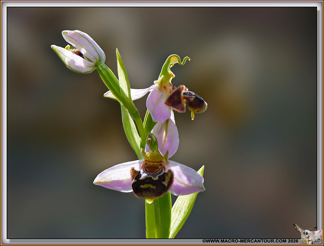 Ophrys Abeille